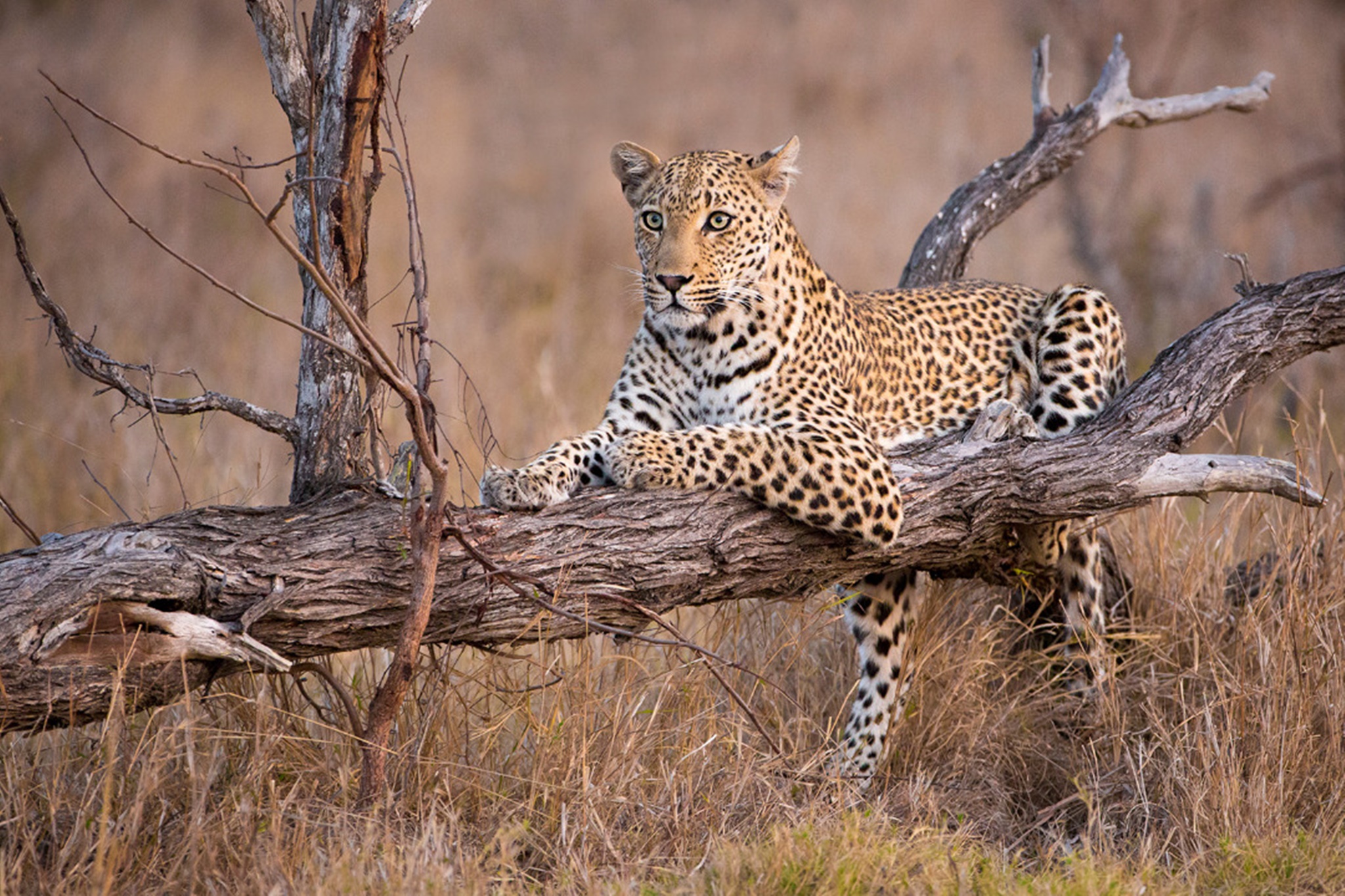 6 Day Safari in Northern Tanzania