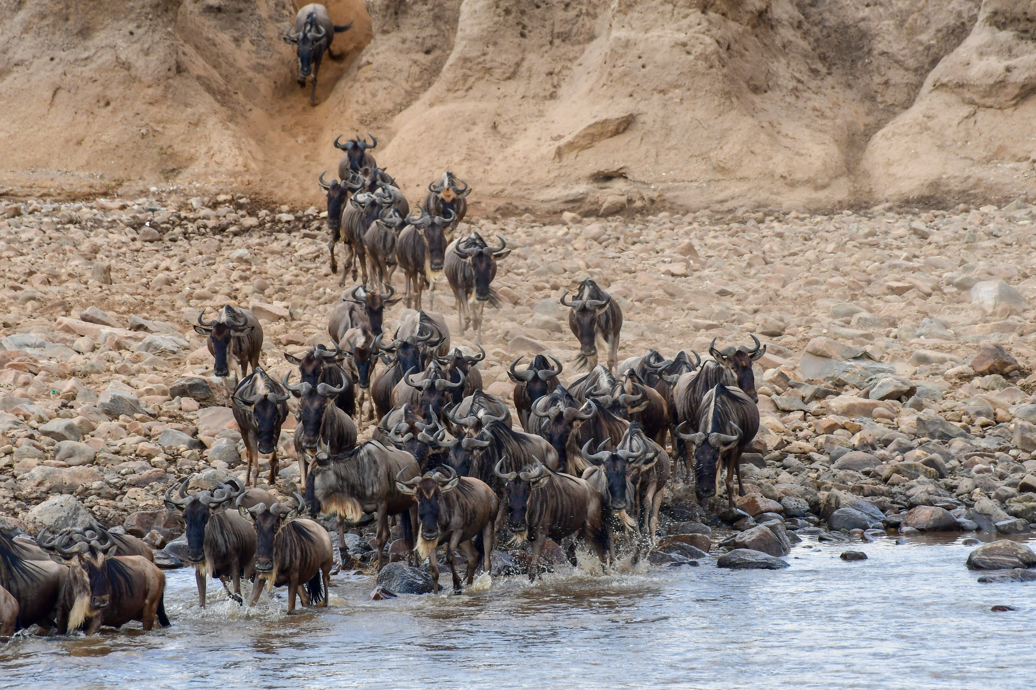 8 Days Tanzania wildebeest migration Holiday