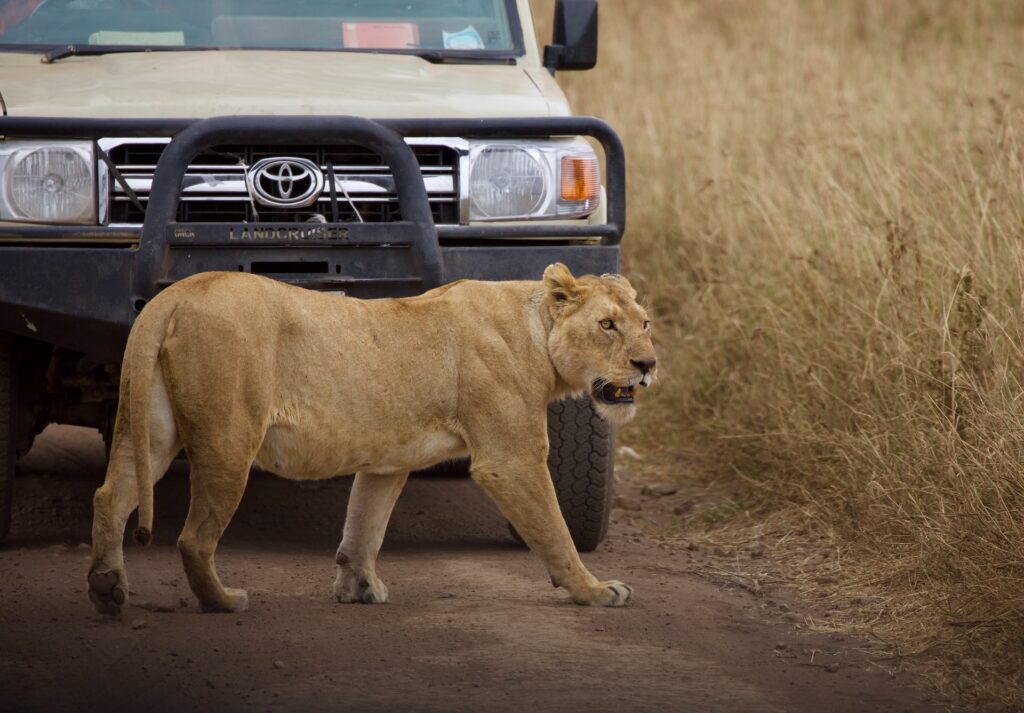 luxury Safari