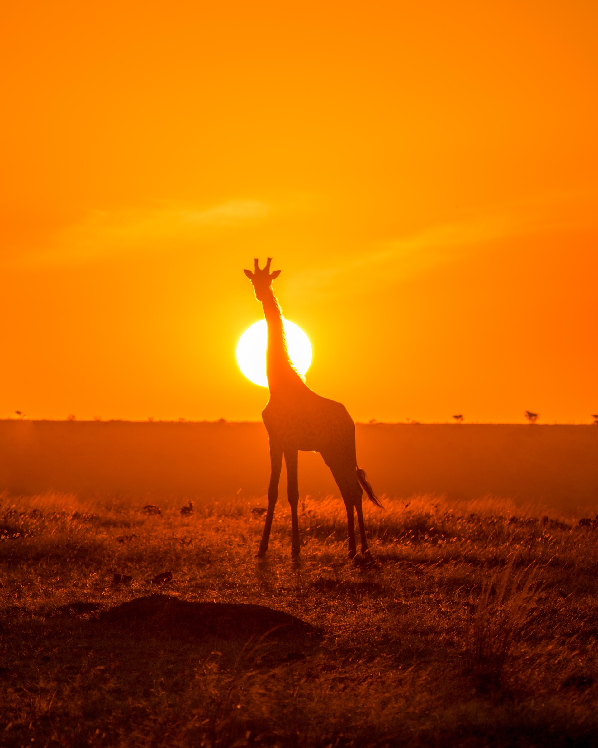 africa safari