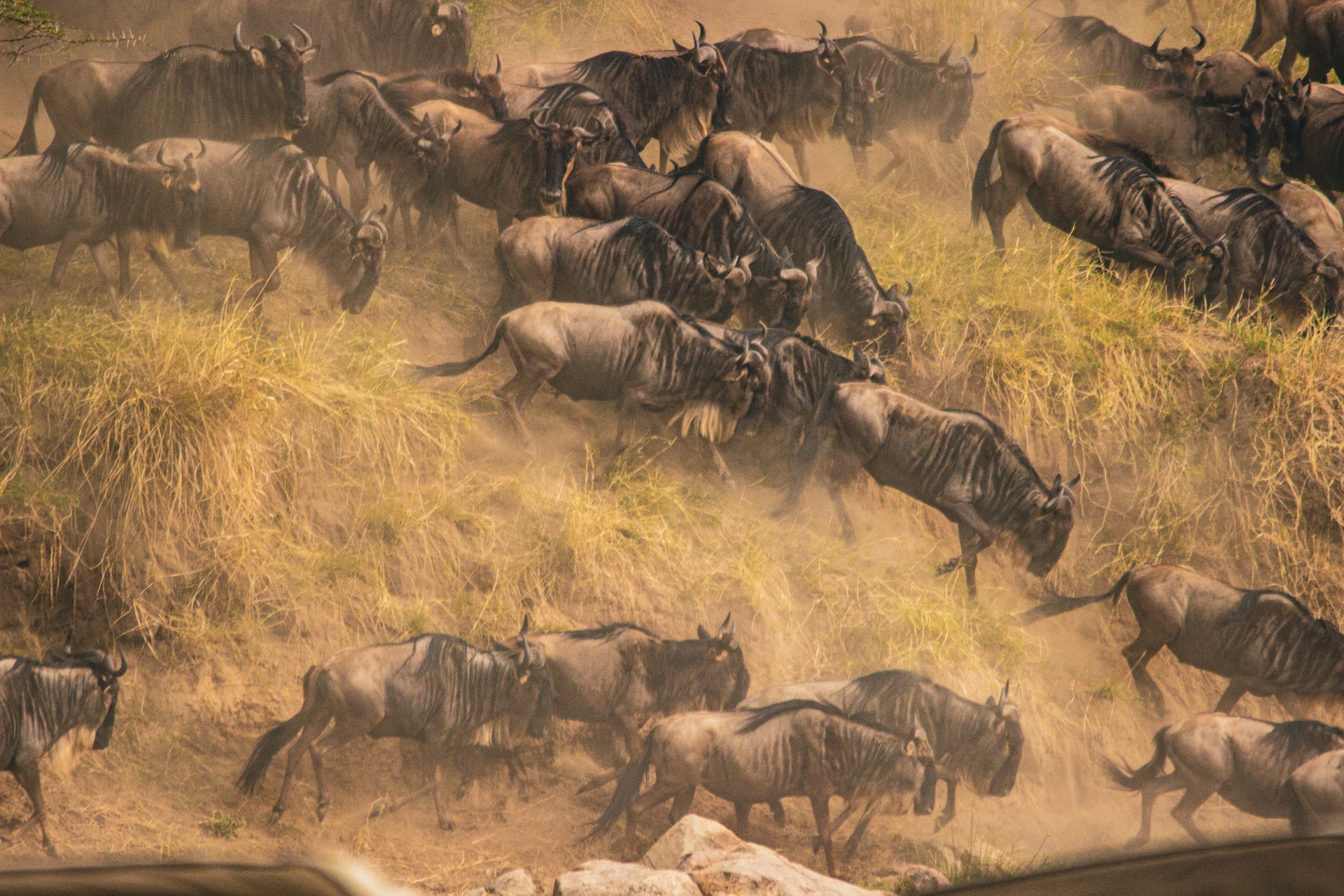 Serengeti great migration