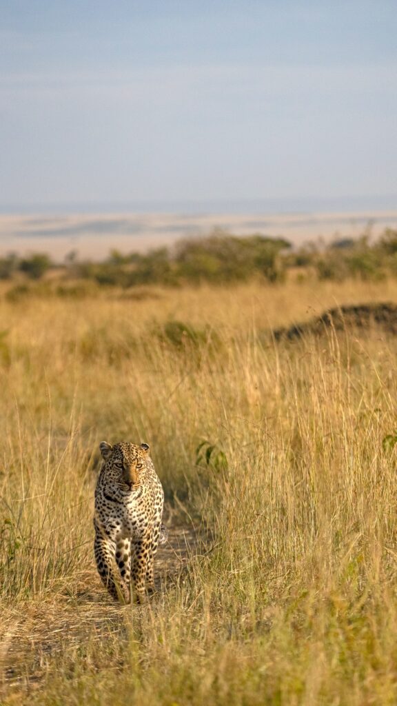 Serengeti safari