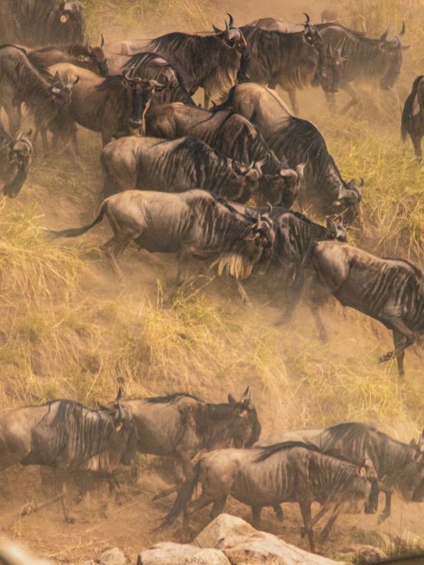 Serengeti great migration