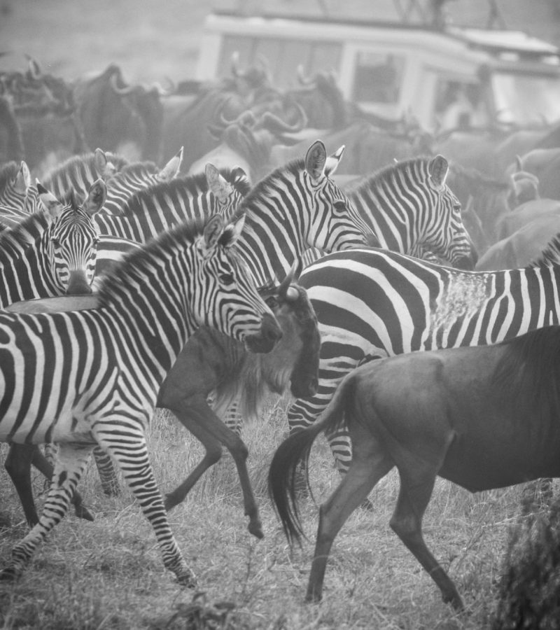 Thousands of wildebeest and zebra take the potentially life-threatening plunge to cross the mighty Mara river as part of the yearly Great Migration across the Serengeti - Masai Mara. Shot in the northern Serengeti, Tanzania.