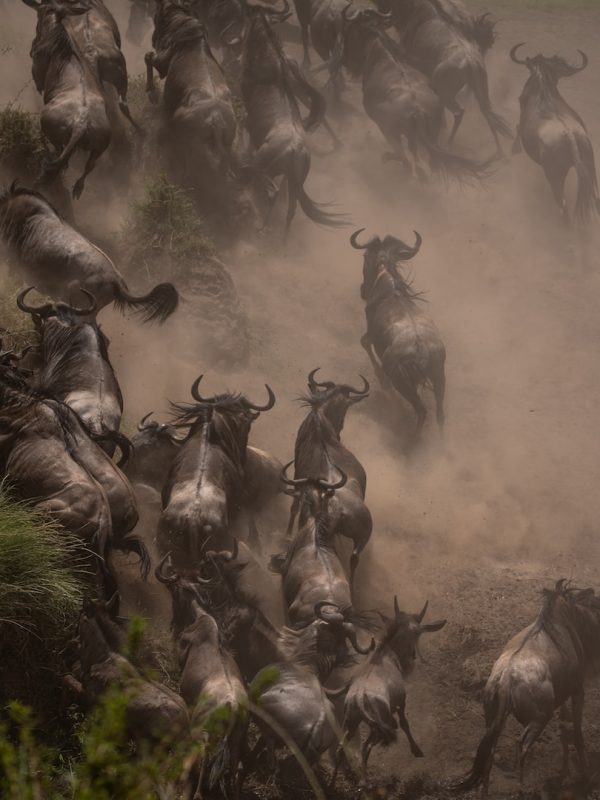 wildebeest migration